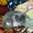 iliya_il_